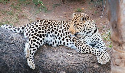 La quiete del Leopardo in Sud Africa