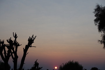 Sunrise in Africa, trees, sky