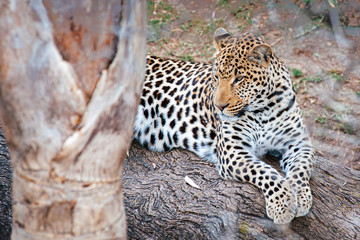 La quiete del Leopardo in Sud Africa