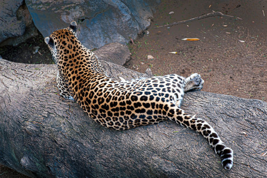 La quiete del Leopardo in Sud Africa