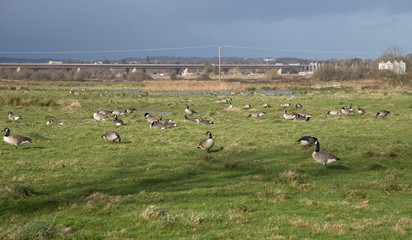 A large flock of Canadian geese grazes on a grassy field. Special zone near Exminster. The neighborhood of Exeter. Devon. UK