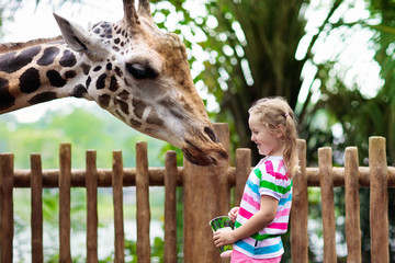 Kids feed giraffe at zoo. Children at safari park. © famveldman