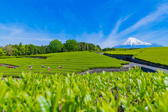 ネット限定 超特価セール お茶畑抽出ツール inspektorat.madiunkota.go.id