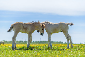 Obraz na płótnie Canvas Two foals graze in the pasture. In the summer afternoon among dandelions.