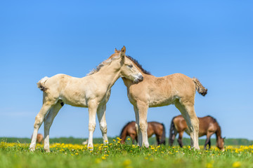 Two foals graze in the pasture. In the summer afternoon among dandelions.