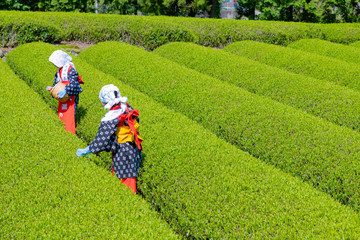 静岡県富士市　大淵笹場の茶畑　お茶まつり