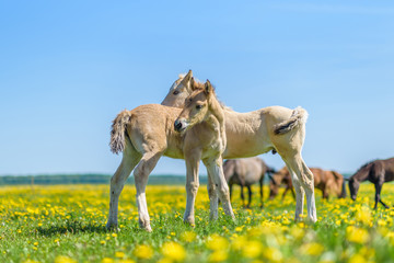 Two foals graze in the pasture. In the summer afternoon among dandelions.