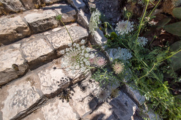 The shadow of flowering plants on the stone steps of the ancient city