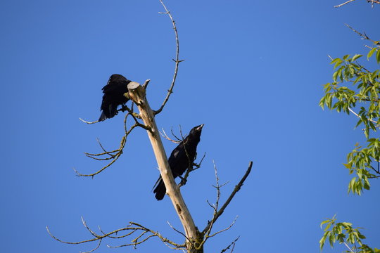 Rooks
