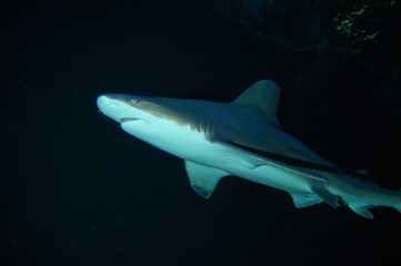 Requin gris