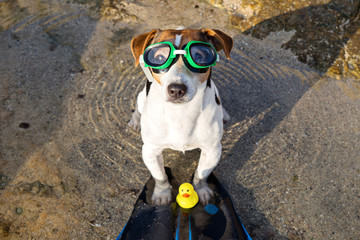 Above view portrait of jack russell terrier dog in swimming glasses and flippers having fun on beach. Concept of fun pastime with dog in the summertime © Kira_Yan