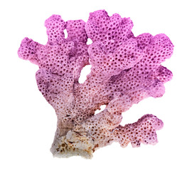 coral isolated on white background © Dmitry