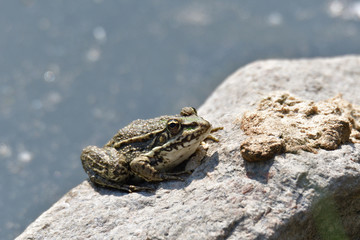 frog sitting on a stone by a pond in the sun