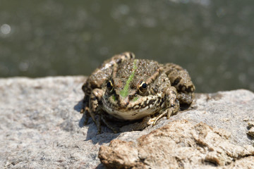 frog sitting on a stone by a pond in the sun