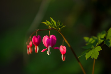 Branch with blossoming of the bright and unusual pink flowers The Broken Heart. The spring nature in April. Background.