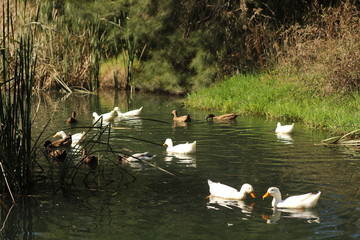 flock of ducks swimming along a river surrounded by lush native bush in a local park in a small rural town, New South Wales, Australia
