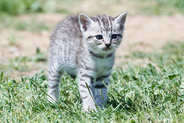 Gatos cachorros jugando en el cesped, Puppy cats playing at grass