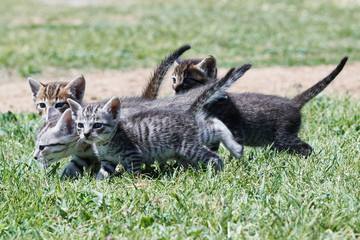 Gatos cachorros jugando en el cesped, Puppy cats playing at grass