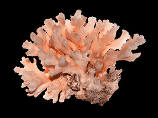 coral isolated on black background © Dmitry