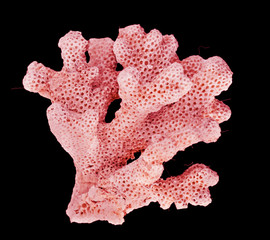 coral isolated on black background © Dmitry