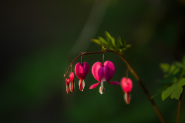 Branch with blossoming of the bright and unusual pink flowers The Broken Heart. The spring nature in April. Background.