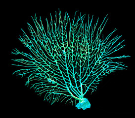 coral isolated on black background © Dmitry