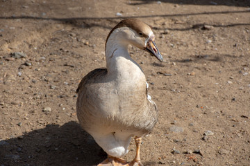 Goose. Very beautiful bird on a walk