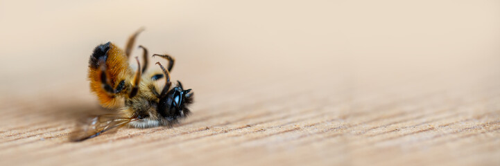Close up of a dead honey bee lying on the ground - Powered by Adobe