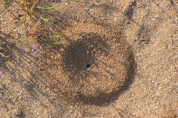 Ant hole in the ground