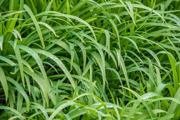 lush green grass covered in early morning dew. Green grass with drops texture.  Light morning nature. green grass background.environmental protection.ecology
