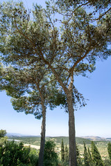 Fototapeta na wymiar View of the mountains of Galilee through tall pine trees. Landscape