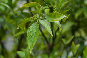 closeup of rain drops on orange tree leaves
