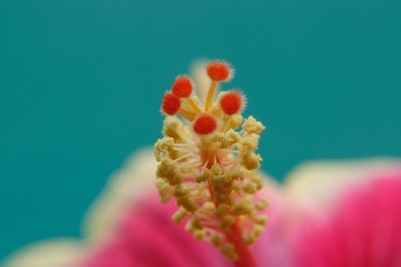 Hibiskus © silvdesign