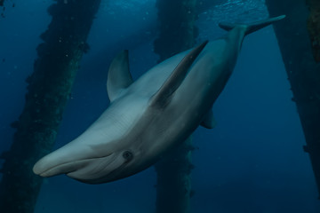 Dolphins swimming with divers in the Red Sea, Eilat Israel 