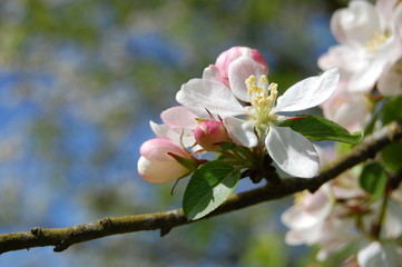 Fleurs de pommiers