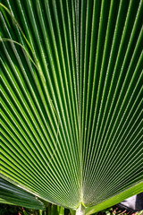 green palm leaf