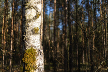 birch trees in the forest