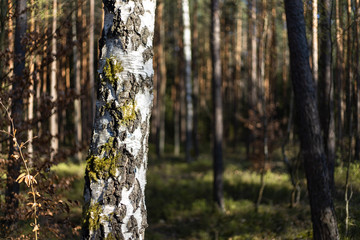 Fototapeta premium birch trees in the forest