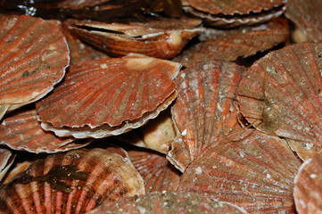 Coquilles Saint-Jacques