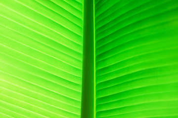 Macro photo of fresh banana's green leaf.