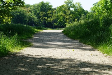 walkway between green meadows, pathway, grass and shady trees on a sunny day