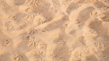 Sand beach full of footprints of birds