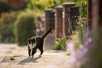 black and white domestic shorthair cat walking on the sunny sidewalk next to flowers