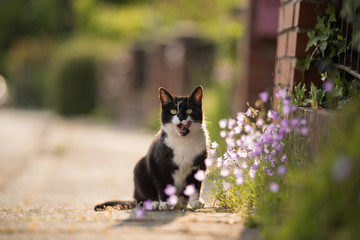 black and white domestic shorthair cat standing  on the sidewalk next to flowers with tongue out