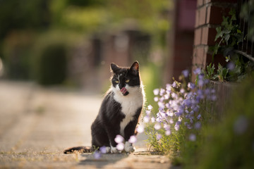 black and white domestic shorthair cat licking itself on the sidewalk next to flowers