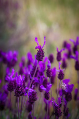 Obraz premium LAVENDER FLOWERS IN THE FIELD IN SPRING