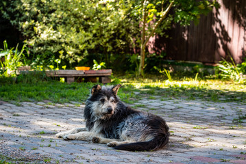 Old faithful shaggy dog. Big sad abandoned dog.