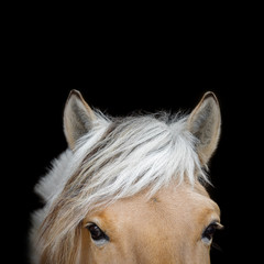 Head with beautiful eyes and ears of a chestnut Norwegian fjord horse on black background. Portrait...