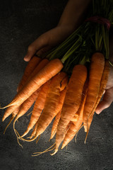 Organic Nantes Carrots in Female Hands. Beta Carotene Source. Fresh Superfood Healthy Eating...