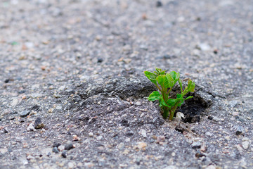 sprout of a tree sprouted in asphalt. Power of nature . the struggle for the survival of nature